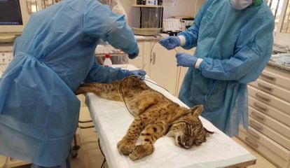 Fran is examined after his month in the wild.