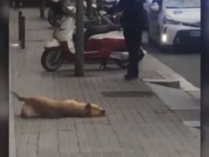 Municipal authorities say the officer acted in self-defense after the animal bit him, but some eyewitnesses say he was not attacked
