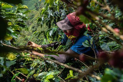 A worker picks coffee berries in Fredonia, in the Colombia department of Antioquia.
