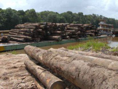 Trees felled in the Amazon region.