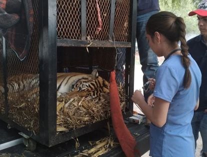 Un ejemplar de tigre de bengala fue rescatado durante un cateo en una finca en Río Verde, San Luis Potosí.