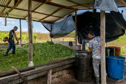Laborers grind coca leaves into paste.