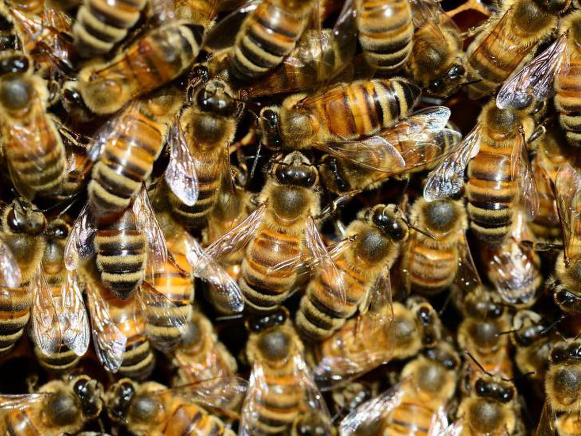 New Research Deepens Mystery About Evolution of Bees' Social Behavior