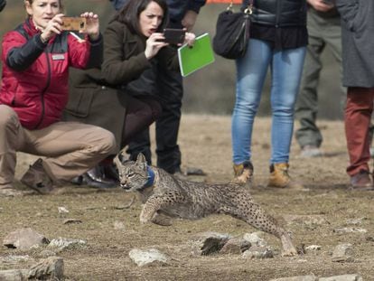 The release of a lynx into the wild in Jaen. 