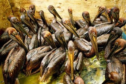 Oil-covered pelicans rescued from the Gulf of Mexico after the spill.