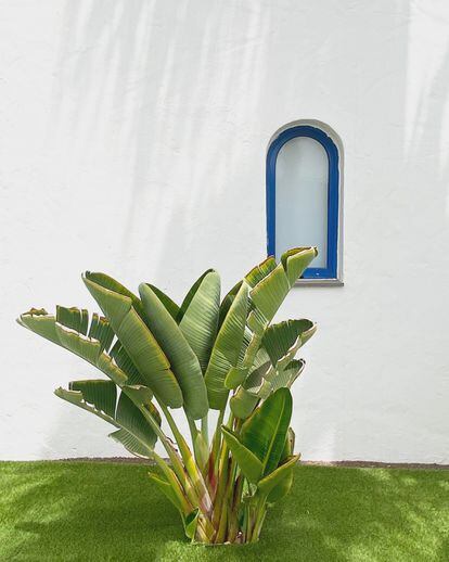 Un ejemplar de 'Strelitzia nicolai' radiante en exterior de una casa de Fuerteventura.