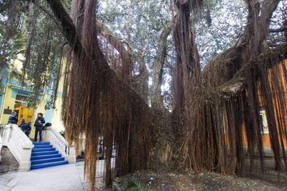 An ancient pohutukawa, a tree native to New Zealand, grows in A Coruña.