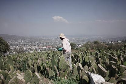 trabajador cultiva nopal en la alcaldía de Milpa Alta, Ciudad de México, México