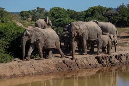 An elephant herd enjoys a morning drink at a watering hole in Paterson, South Africa.