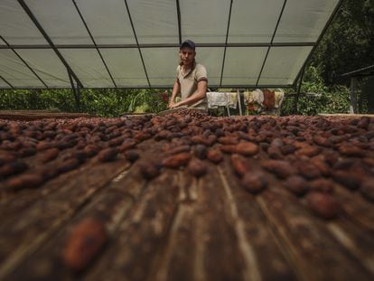 A farmworker dries cocoa beans in Arauquita, Colombia; 2021.