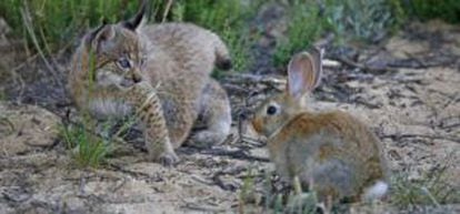 A rabbit disease is pushing lynxes further afield to seek food.