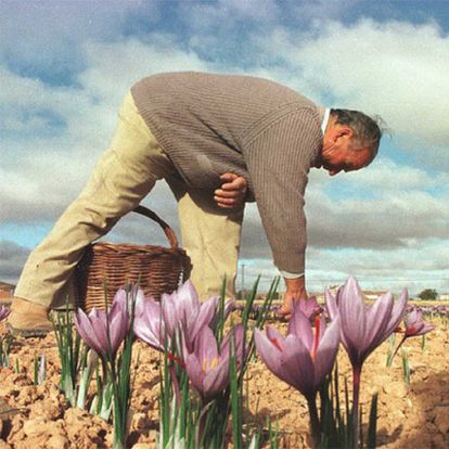 A farmer picks saffron in Consuegra (Toledo).