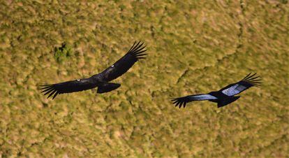 A condor with wing bands placed by the Ecuador Andean Condor Foundation flies next to another one without such markings. 