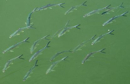 A group of fish swim in the river at Sungei Buluh wetland reserve in Singapore on March 22, 2023.