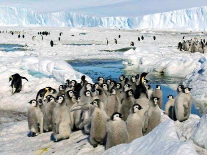 Emperor penguin chicks stand together in Antarctica on Dec. 21, 2005.