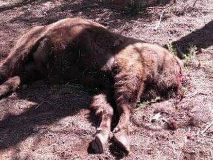 The bison named Saurón, which appeared decapitated on Friday.
