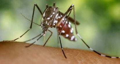 A female tiger mosquito, which transmits the dengue fever, chikungunya and the Zika virus.