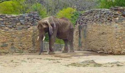 A file photo of Ruperta the elephant.