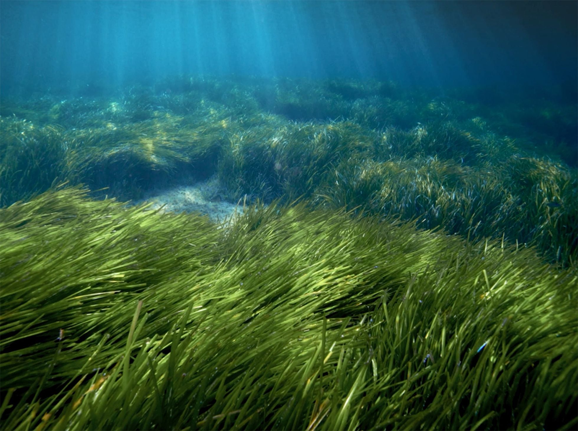 Seagrass and the replantation project in the Mediterranean Sea