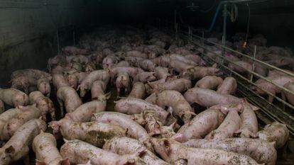 A pig farm in Germany. 
