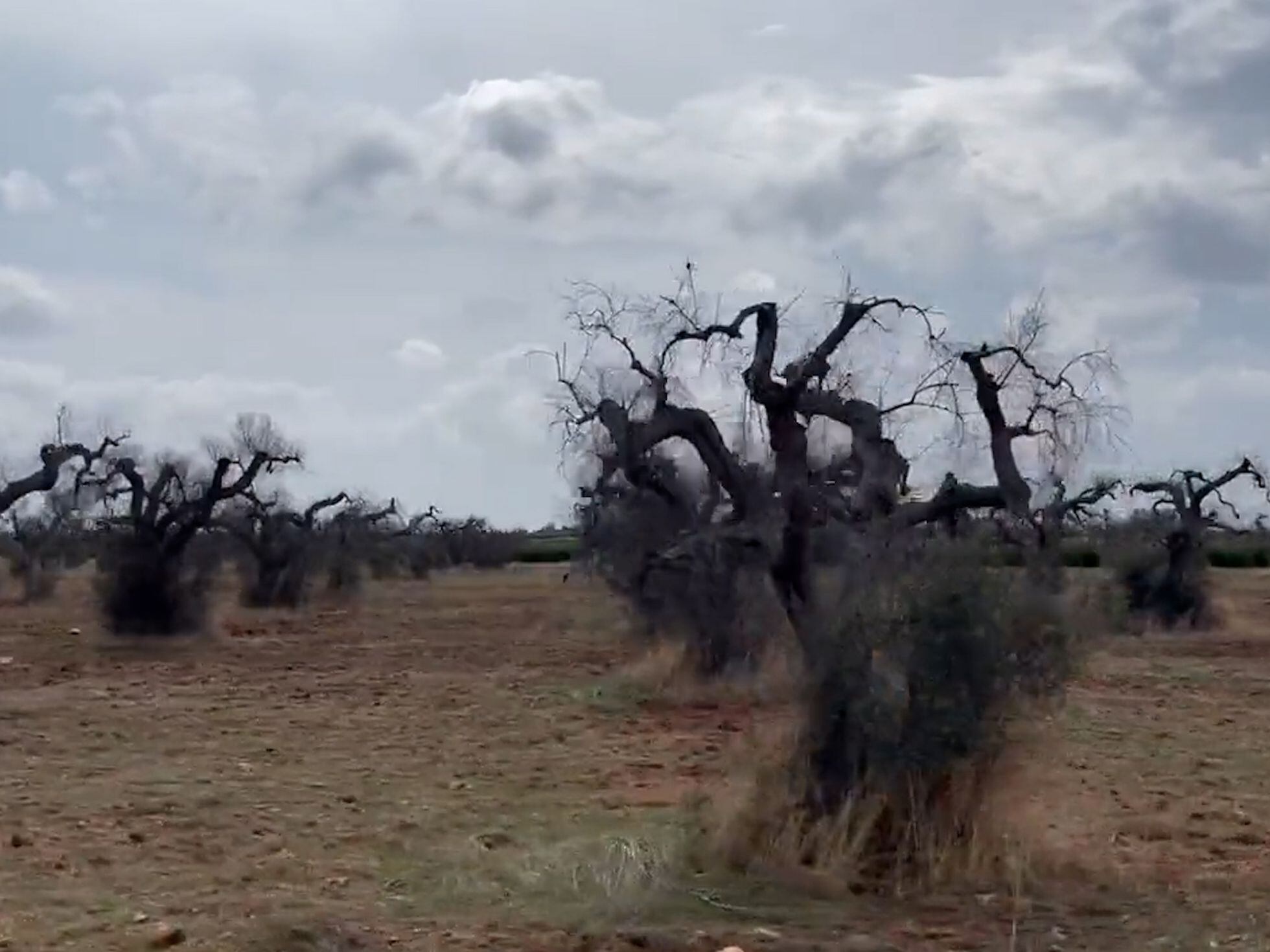 Army of scientists battles bacteria that has annihilated millions of olive  trees, Science