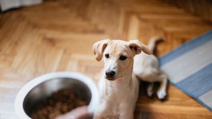 Grain-free diets are not necessary for healthy dogs.