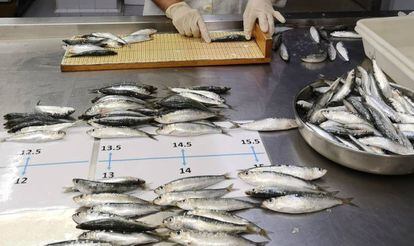 Sardines are measured as part of the study led by Marta Coll.