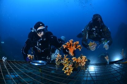 One of the first structures placed underwater to nurture corals back to health. 