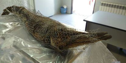 The dolphin corpse found in Casa de Campo on Tuesday.