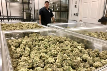 Joseph DuPuis, co-founder of Doc & Yeti Urban Farms, a licensed cannabis producer, looks out at marijuana buds in Tumwater, Wash., on March 15, 2023