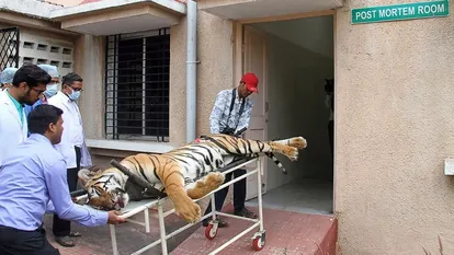 Avni, a man-eating tigress, after being captured.