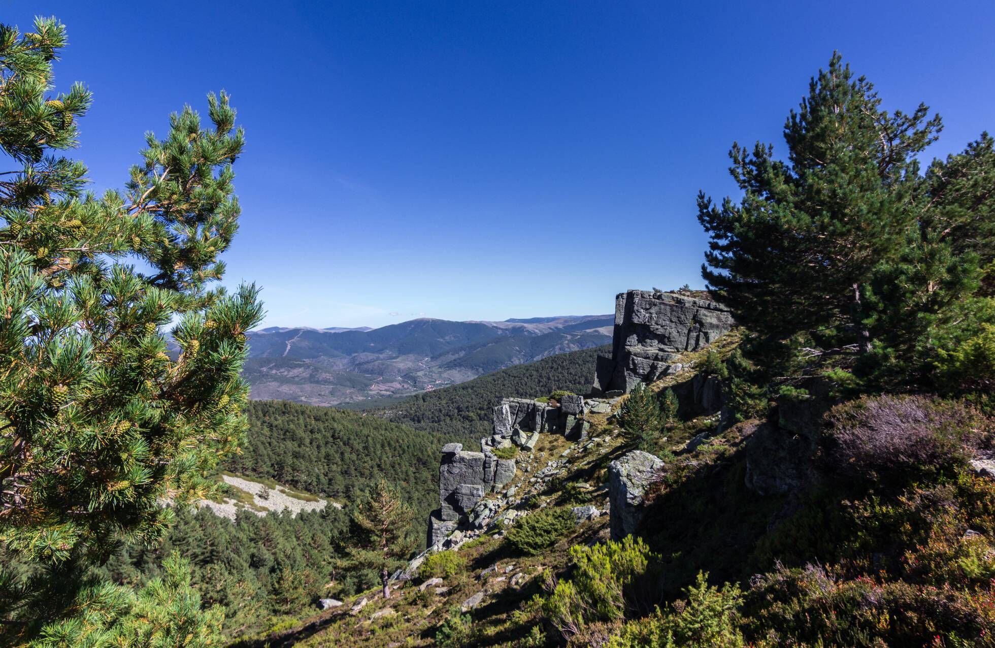 Испания хвойные леса