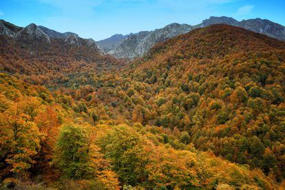 The upper basin of the Nálon River, in the Asturian municipality of Caso, is covered with the wild forests of Redes, where brown bear and wolves roam amid the beech, oak and chestnut trees that are also home to chamois and grouse.