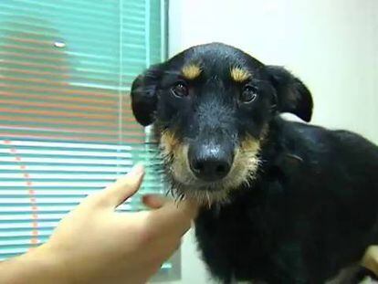 Barbita, at the animal clinic after her rescue. (Spanish narration).