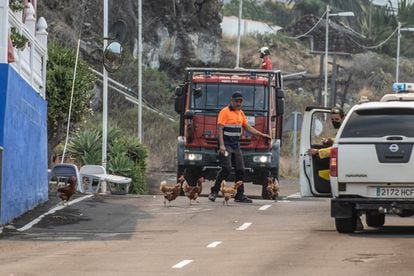 Chickens running free on the streets of Todoque.
