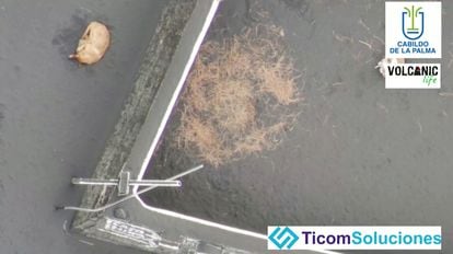 A drone image of one of the dogs supplied by the authorities on La Palma