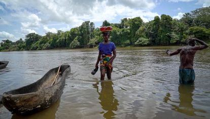 Aminata Bangura crosses the river to plant a banana tree in Tonka, next to the factory.