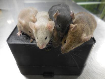 This photo provided by researcher Katsuhiko Hayashi shows mice derived from stem cells, four weeks after their birth, in Osaka, Japan, in September 2021.