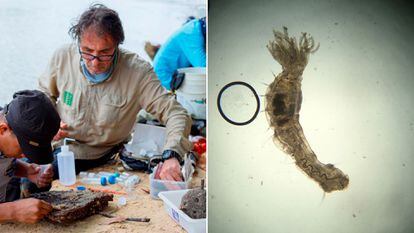 El biólogo Carlos Lasso durante una recolección de fauna y el gusano marino que fue descubierto en el río Orinoco
