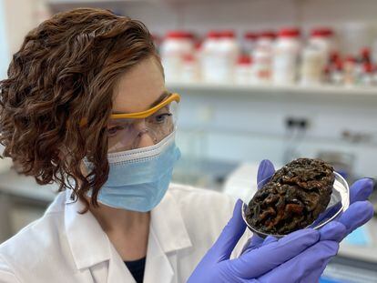 La antropóloga forense Alexandra Morton-Hayward sostiene un cerebro que tiene más de 1.000 años