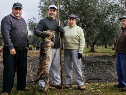 A group of olive growers in Navalvillar de Pela, Badajoz province.
