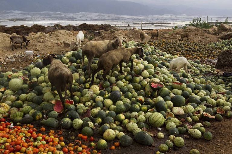 Goats eat food thrown out by farmers in Almería.