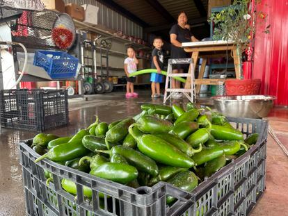 This July 12, 2021 file image shows a basket of fresh harvested green chile waiting to be roasted at Grajeda Hatch Chile Market in Hatch, N.M.