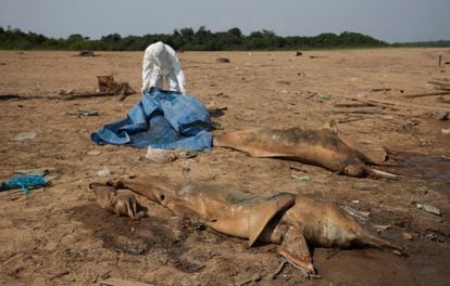 A researcher from the Mamiraua Institute for Sustainable Development recovers the bodies of two pink river dolphins, in Lake Tefé, on October 2, 2023.