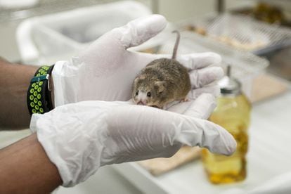 A mouse in the animal facility at the La Laguna University, three years ago.