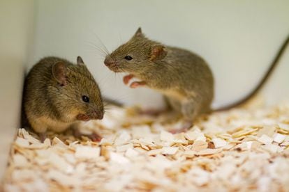 A male mouse courts a female in a laboratory.