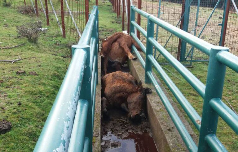 Two of the dead mares in the deworming corridor.