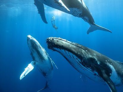 Humpback whales are among the cetacean species that use combinations of sounds that sound like songs to human ears. In the image, freediver Karim Iliya swims between three of them.