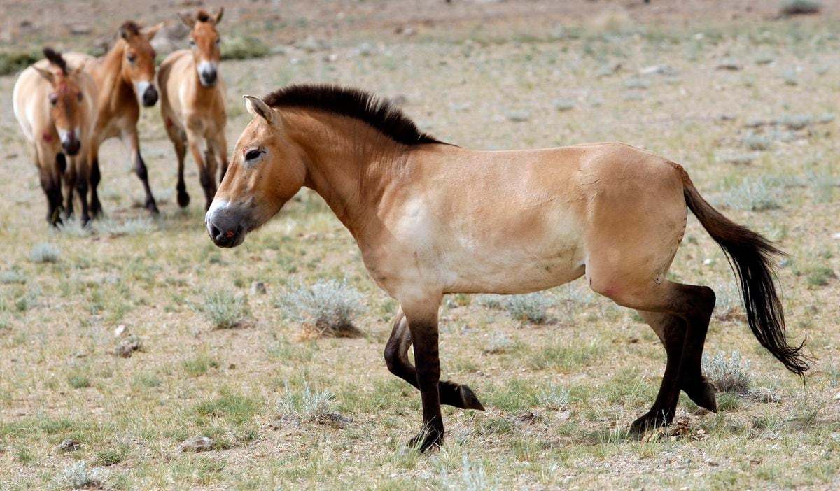 Pierwsze dowody na jazdę konną pochodzą sprzed 5000 lat |  Technologia naukowa