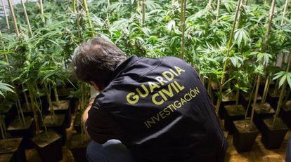 A police officer checks a marijuana plant in Padul, Granada.